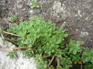 sedum