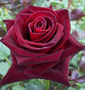 black_bacara