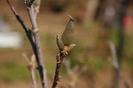 DSC00865