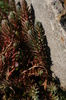 DSC00877