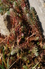 DSC00878