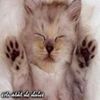 www-bancuri-us-avatare-animale-pisici-23