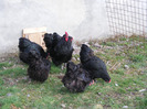 ORPINGTON NEGRU 2012