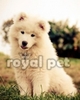 samoyedul