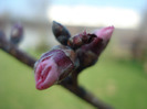 Prunus persica Davidii (2011, March 31)