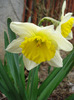 Narcissus Ice Follies (2010, March 31)