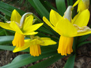 Daffodil Jetfire (2011, March 29)