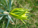 Daffodil Rip van Winkle (2011, March 27)