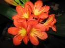 Clivia