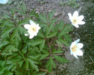 Picture 094