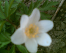 Picture 095