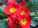 DSC06093