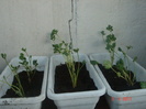 ranuncullus
