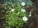 saxifraga arendsi - white pixie