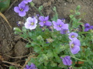 aubrieta Tauricola
