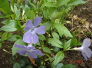 vinca minor