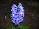 delpt blue