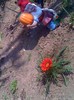 gazania si piticu