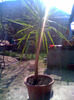 yuca si soarele