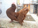 mascul 03.04.2011