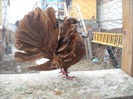 mascul 03.04.2010
