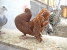 mascul 03.04.2010