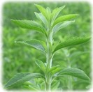 stevia dulce