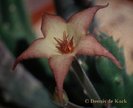 stapelia surrecta