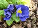 Blue Primula (2011, March 31)