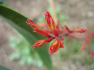 Acer palmatum Katsura (2011, March 29)