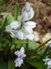 Puschkinia scilloides (2011, April 01)