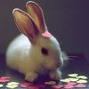 Heart bunny - we heart it - cotton candy is love[1]