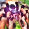 tarantula[1]