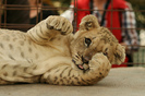 tumblr_lfgvlcI4q11qf7ikto1_500_large[1]