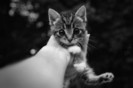 tumblr_lfle34RTLZ1qcl8j1o1_400_large[1]