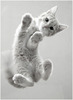 tumblr_lhv88rj0cZ1qhaxkeo1_500_large[1]