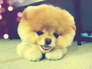 tumblr_li0ca5SLsL1qh0wz4o1_500_large[1]