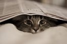We Heart It via Flickr Cat Under Paper[1]