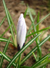 Crocus King of the Striped (2011, Mar.31)