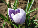 Crocus King of the Striped (2011, Mar.31)