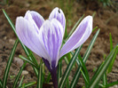 Crocus King of the Striped (2011, Mar.31)