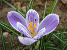 Crocus King of the Striped (2011, Mar.31)