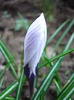 Crocus King of the Striped (2011, Apr.01)