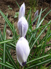 Crocus King of the Striped (2011, Apr.04)