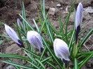 Crocus King of the Striped (2011, Apr.04)