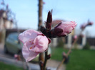 Prunus persica Davidii (2011, April 03)