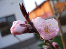 Prunus persica Davidii (2011, April 03)