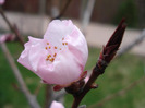 Prunus persica Davidii (2011, April 04)