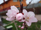 Prunus persica Davidii (2011, April 04)