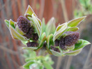 Syringa vulgaris_Lilac (2011, March 31)